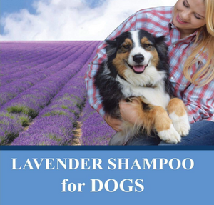 Lavender Shampoo for Dogs with 100% pure Lavender